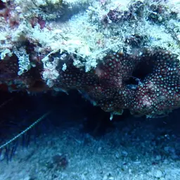Ten Coral, photo 2