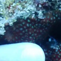 Ten Coral, photo 3