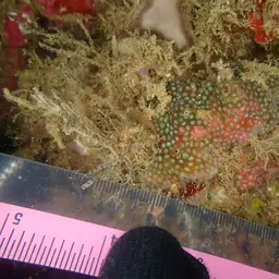 Ten Coral, photo 4