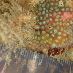 Ten Coral, photo 1