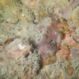 Ten Coral, photo 5