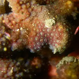 Ten Coral, photo 6