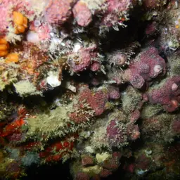Ten Coral, photo 7