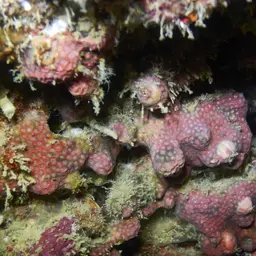 Ten Coral, photo 8