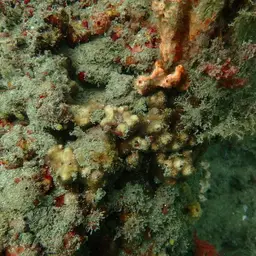 Ten Coral, photo 9