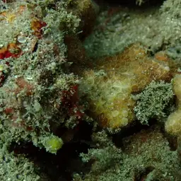 Ten Coral, photo 10