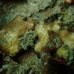 Ten Coral, photo 11