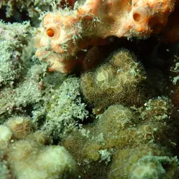Ten Coral, photo 12