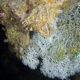 Striate Finger Coral, photo 1