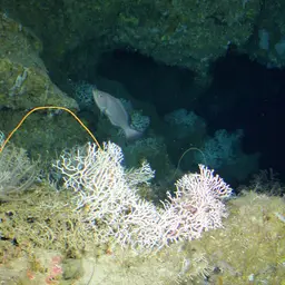 Striate Finger Coral, photo 2