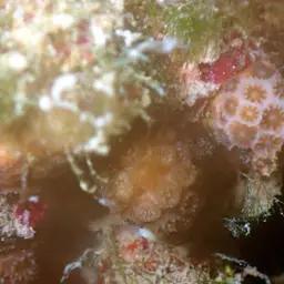 Cave Star Coral, photo 2