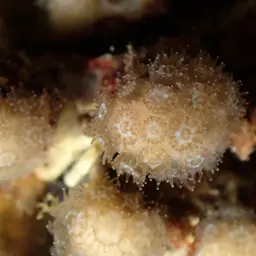Cave Star Coral