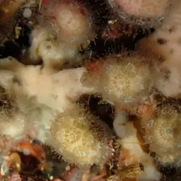 Cave Star Coral, photo 3