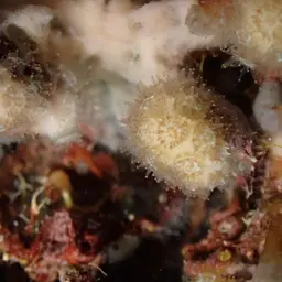 Cave Star Coral, photo 4
