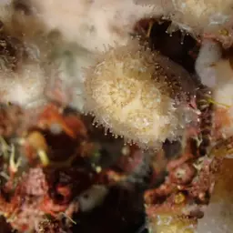 Cave Star Coral, photo 5