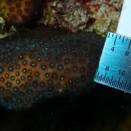 Cave Star Coral, photo 6