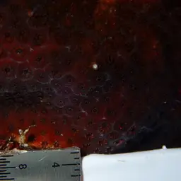 Cave Star Coral, photo 7