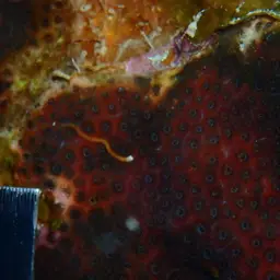 Cave Star Coral, photo 8