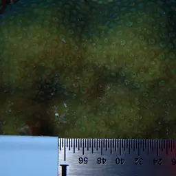 Cave Star Coral, photo 10