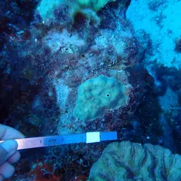 Cave Star Coral, photo 11