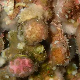Cave Star Coral, photo 12