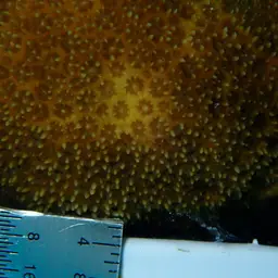 Six-ray Star Coral, photo 1