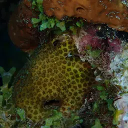 Six-ray Star Coral, photo 2