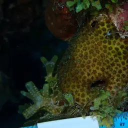 Six-ray Star Coral, photo 3