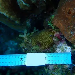 Six-ray Star Coral, photo 4