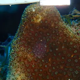 Six-ray Star Coral, photo 6