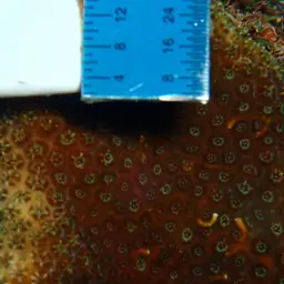 Six-ray Star Coral, photo 7