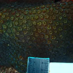 Six-ray Star Coral, photo 8