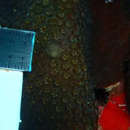 Six-ray Star Coral, photo 9