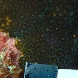 Six-ray Star Coral, photo 10