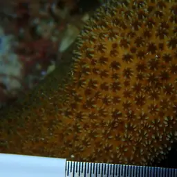 Six-ray Star Coral, photo 11
