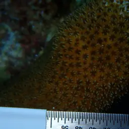 Six-ray Star Coral, photo 12