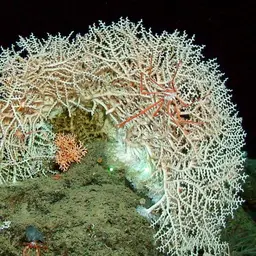 Ocular Coral