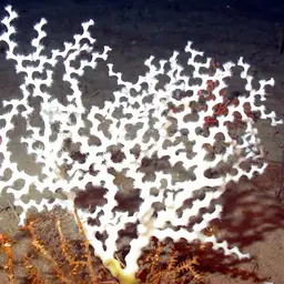 Ocular Coral, photo 2