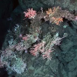 Ocular Coral, photo 3