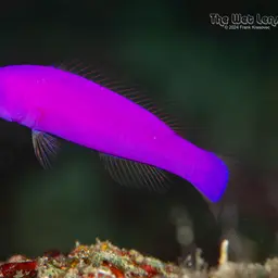Magenta Dottyback, photo 1