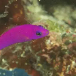 Magenta Dottyback, photo 2