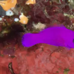 Magenta Dottyback, photo 3