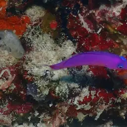 Magenta Dottyback, photo 4