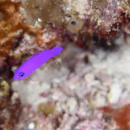 Magenta Dottyback, photo 5