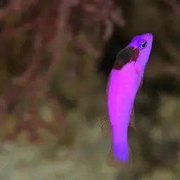 Magenta Dottyback, photo 6