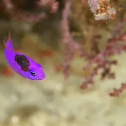 Magenta Dottyback, photo 7