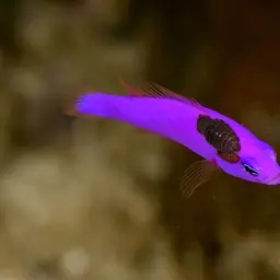 Magenta Dottyback, photo 8