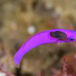 Magenta Dottyback, photo 9