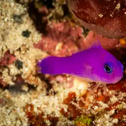 Magenta Dottyback, photo 10