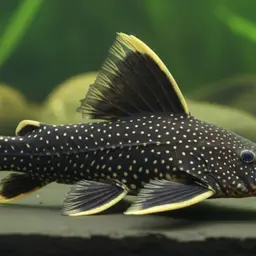 Magnum Pleco